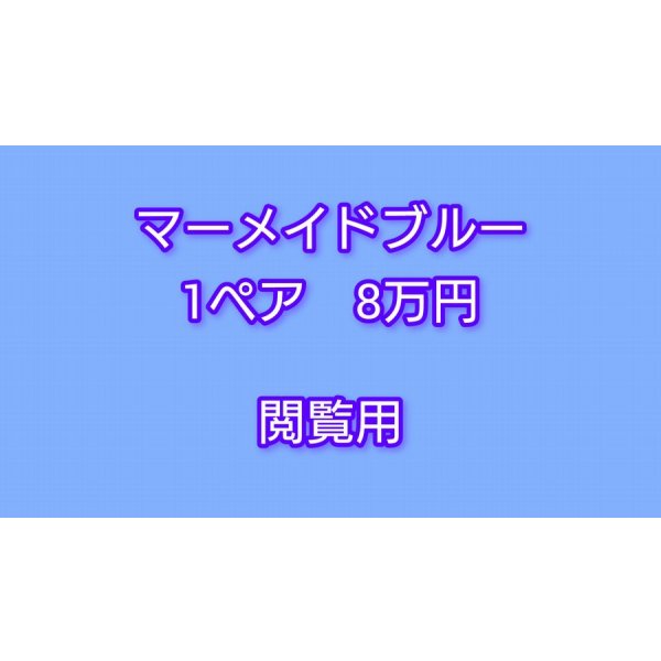 画像1:  閲覧用   　マーメイドブルー　1ペア　8万円