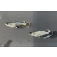 画像4:  閲覧用   　マーメイドパール　1ペア　8万円 (4)