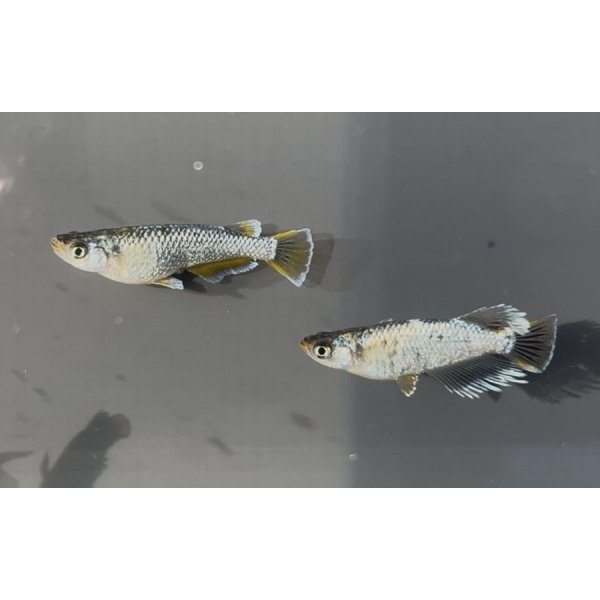 画像4:  閲覧用   　マーメイドパール　1ペア　8万円