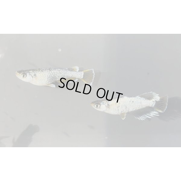 画像4:  マーメイドパール　1ペア　8万円