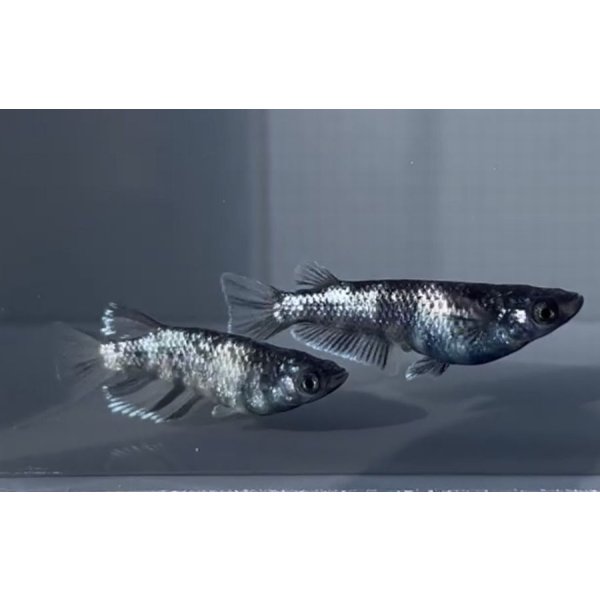 画像2:  閲覧用   　　銀酒　1ペア　10万円