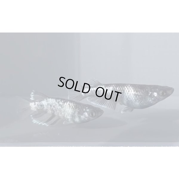 画像2: 銀洒　1ペア　10万円