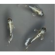 画像3:  閲覧用   　マーメイドパール　1ペア　8万円 (3)