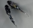 画像4: 銀洒　1ペア　10万円 (4)